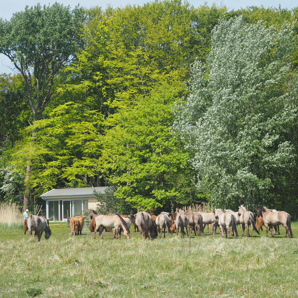 Ferienhaus am Rande des Naturparks mit Konikpferden im Vordergrund